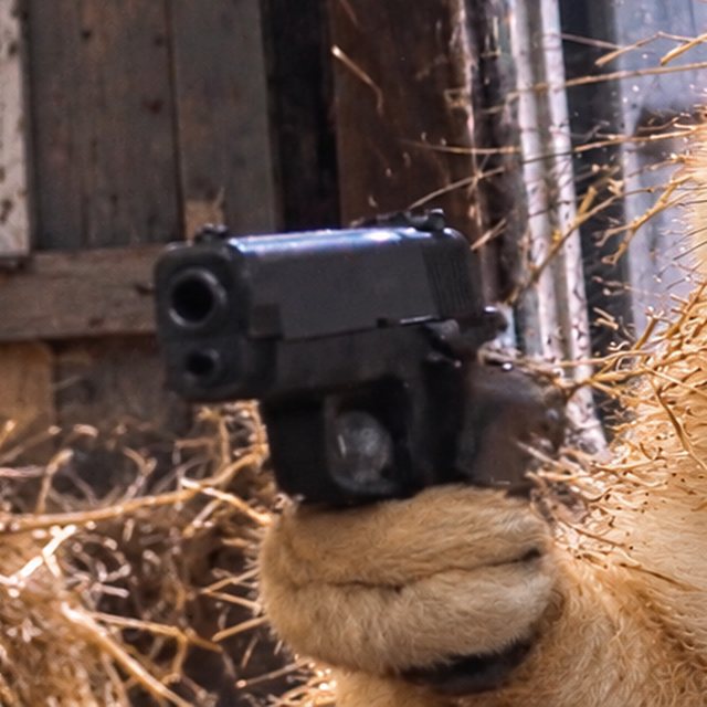 Close-up of the pistol in a paw
